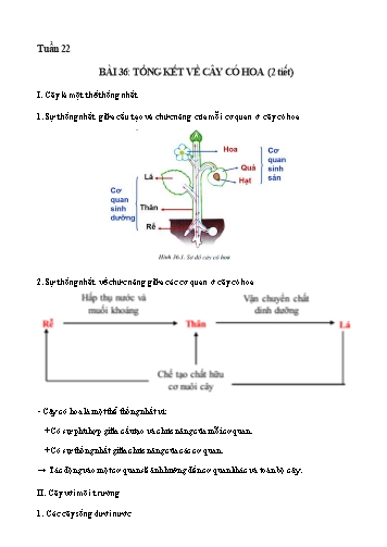 Bài dạy Sinh học Lớp 6 - Tuần 22, Bài 36: Tổng kết về cây có hoa (2 tiết)