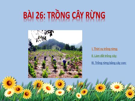 Bài giảng Công nghệ 7 - Bài 26: Trồng cây rừng