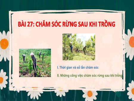 Bài giảng Công nghệ 7 - Bài 27: Chăm sóc rừng sau khi trồng