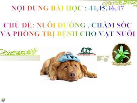 Bài giảng Công nghệ 7 - Chủ đề: Nuôi dưỡng , chăm sóc và phòng trị bệnh cho vật nuôi - Bài 44 đến 47