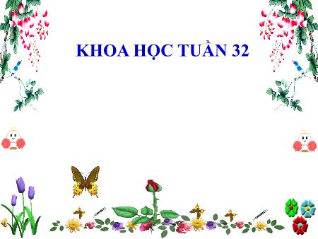 Bài giảng Khoa học Lớp 4 - Tuần 32, Bài 64: Trao đổi chất ở động vật