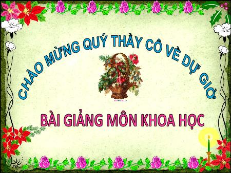 Bài giảng Khoa học Lớp 4 - Tuần 33, Bài 66: Chuỗi thức ăn trong tự nhiên