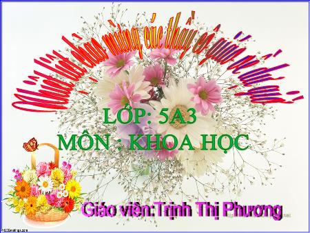 Bài giảng Khoa học Lớp 5 - Bài 15: Phòng bệnh viêm gan A - Trịnh Thị Phương