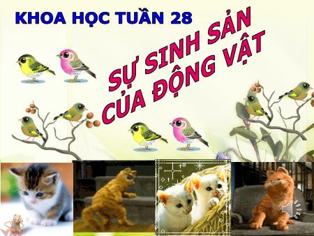 Bài giảng Khoa học Lớp 5 - Bài: Sự sinh sản của động vật Bài giảng Khoa học Lớp 5 - Bài: Sự sinh sản của động vật