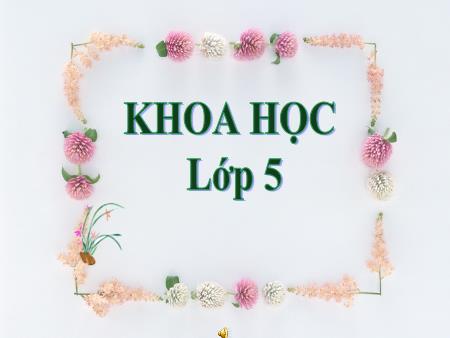 Bài giảng Khoa học Lớp 5 - Tuần 11, Bài: Tre, mây, song