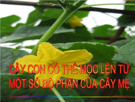 Bài giảng Khoa học Lớp 5 - Tuần 27, Bài: Cây con có thể mọc lên từ một số bộ phận của cây mẹ Bài giảng Khoa học Lớp 5 - Tuần 27, Bài: Cây con có thể mọc lên từ một số bộ phận của cây mẹ