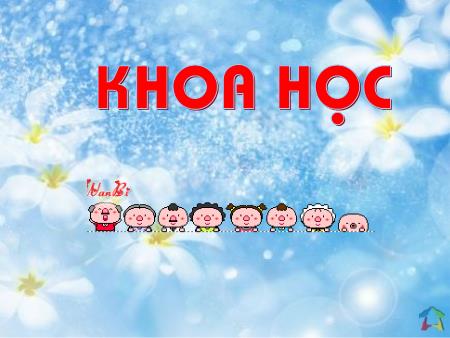 Bài giảng Khoa học Lớp 5 - Tuần 8, Bài: Phòng bệnh viêm gan A