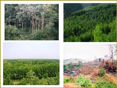 Bài giảng môn Khoa học Lớp 5 - Tuần 33, Bài 65: Tác động của con người đến môi trường rừng