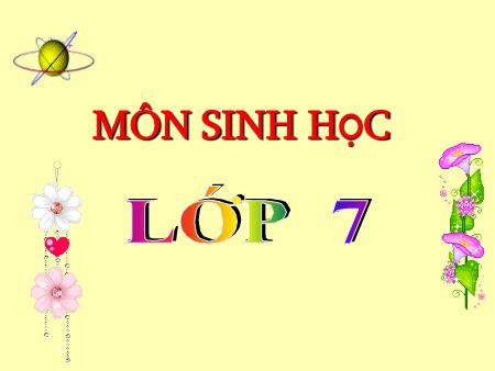 Bài giảng môn Sinh học Lớp 7 - Bài 48: Đa dạng của lớp thú. Bộ thú huyệt, bộ thú túi