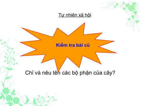 Bài giảng môn Tự nhiên và xã hội Lớp 3 - Tiết 41, Bài: Thân cây