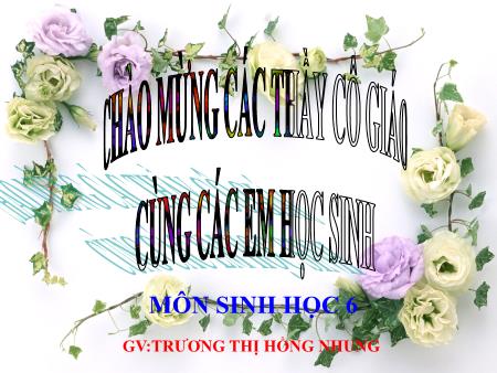Bài giảng Sinh học Lớp 6 - Bài 17: Vận chuyển các chất trong thân - Trương Thị Hồng Nhung