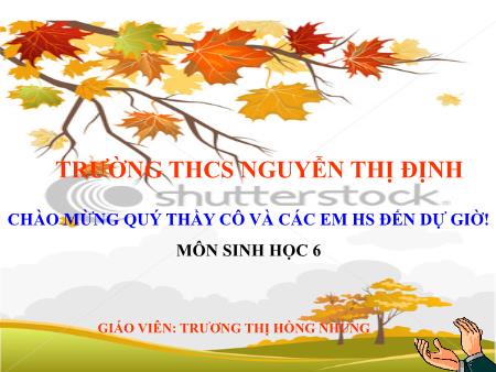 Bài giảng Sinh học Lớp 6 - Bài 35: Những điều kiện cần cho hạt nảy mầm - Trương Thị Hồng Nhung