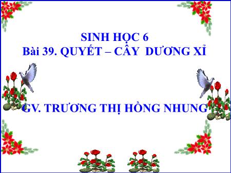 Bài giảng Sinh học Lớp 6 - Bài 39: Quyết. Cây dương xỉ - Trương Thị Hồng Nhung