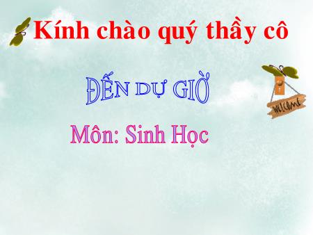 Bài giảng Sinh học Lớp 6 - Bài 46: Thực vật góp phần điều hòa khí hậu