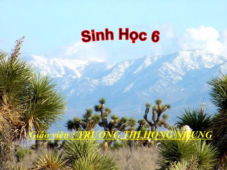 Bài giảng Sinh học Lớp 6 - Chương IV: Lá - Bài 19: đặc điểm bên ngoài của lá - Trương Thị Hồng Nhung