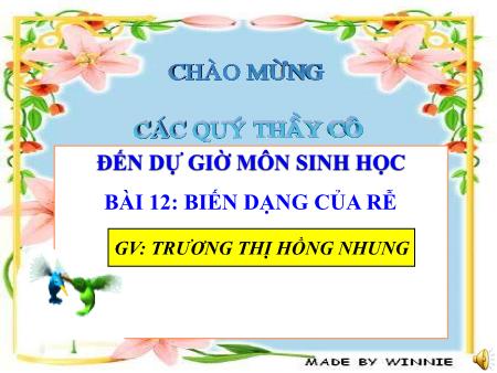 Bài giảng Sinh học Lớp 6 - Tiết 13, Bài 12: Biến dạng của rễ - Trương Thị Hồng Nhung