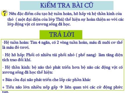 Bài giảng Sinh học Lớp 7 - Bài 48: Đa dạng của lớp thú bộ thú huyệt, bộ thú túi