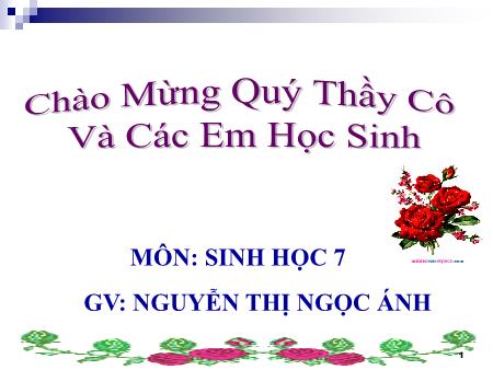 Bài giảng Sinh học Lớp 7 - Chương 3: Các ngành giun ngành giun dẹp - Tiết 11, Bài 11: Sán lá gan - Nguyễn Thị Ngọc Ánh