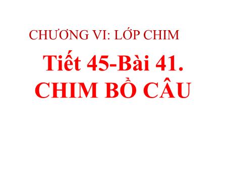 Bài giảng Sinh học Lớp 7 - Chương VI: Lớp chim - Tiết 45, Bài 41: Chim bồ câu