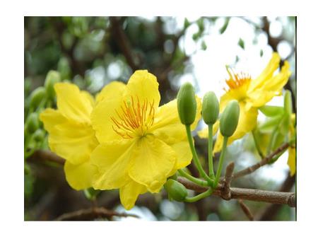 Bài giảng Tin học 6 - Bài 15: Chỉnh sửa văn bản