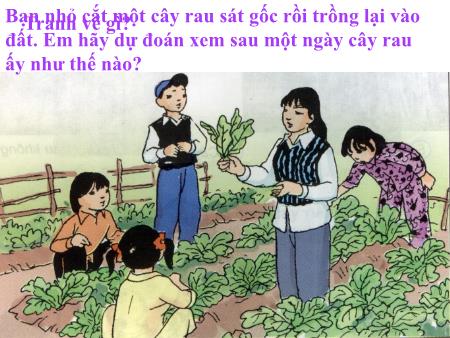 Bài giảng Tự nhiên và xã hội Lớp 3 - Bài 43: Rễ cây
