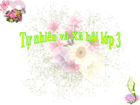 Bài giảng Tự nhiên và xã hội Lớp 3 - Tiết 40, Bài: Thực vật