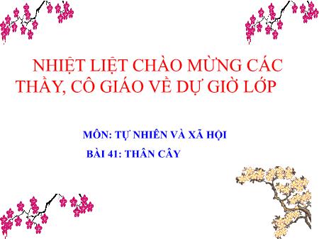 Bài giảng Tự nhiên và xã hội Lớp 3 - Tuần 20, Bài 41: Thân cây