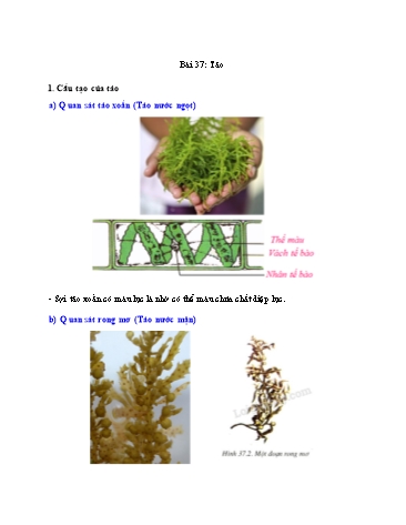 Kế hoạch bài dạy Sinh học 6 - Bài 37+38