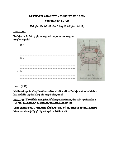 Đề kiểm tra học kỳ I môn Sinh học 6 - Năm học 2017-2018 (Có đáp án)