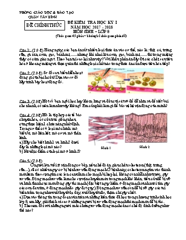 Đề kiểm tra học kỳ I môn Sinh học Lớp 8 - Năm học 2017-2018 - Phòng GD&ĐT Tân Bình (Có đáp án)